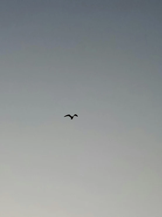 a black and white picture of an eagle flying