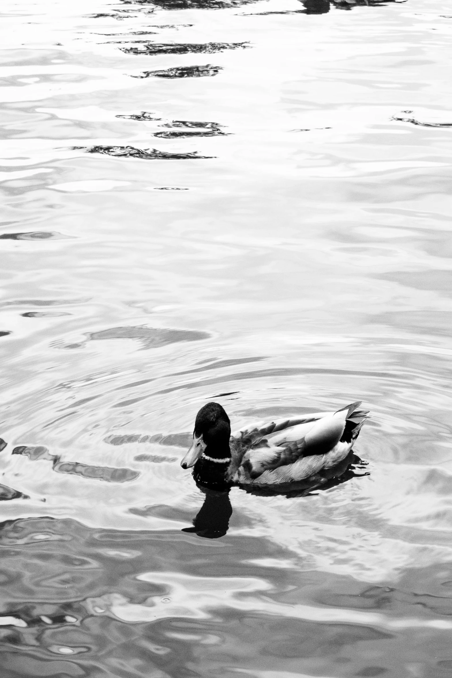 a duck is sitting in the water alone