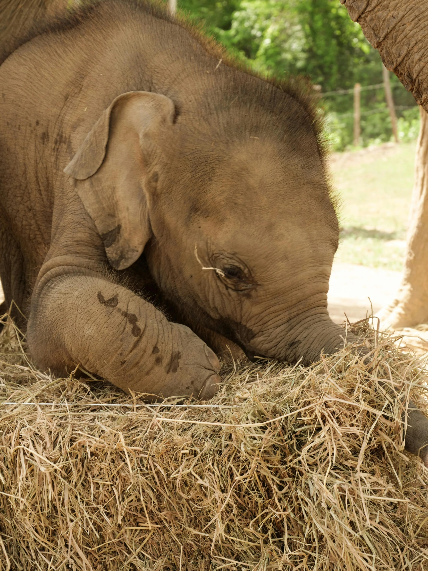 a baby elephant sitting down on a pile of hay