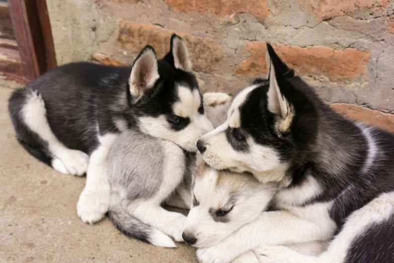 two husky puppies are laying side by side on the concrete