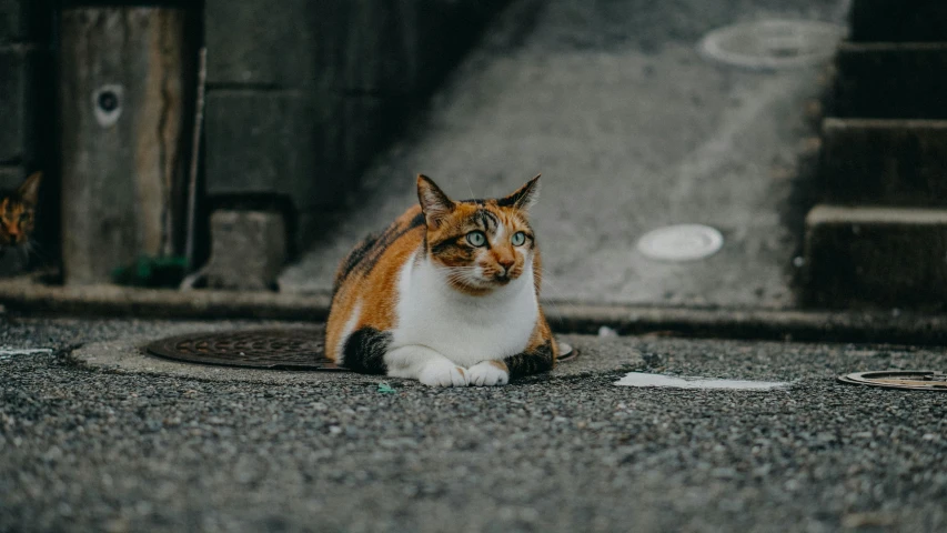 a brown white and black cat is sitting on the street