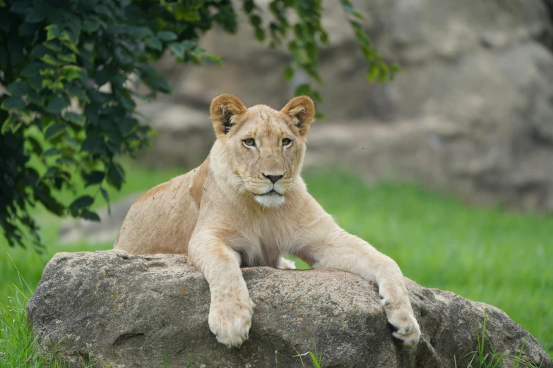 the young lion is sitting on top of the big rock