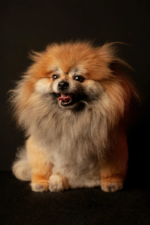a small dog on a black background with his tongue hanging out