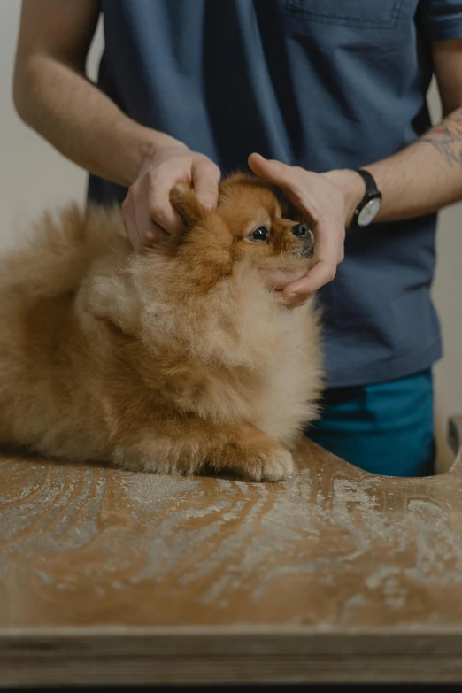 a person holding a brown dog on top of a table