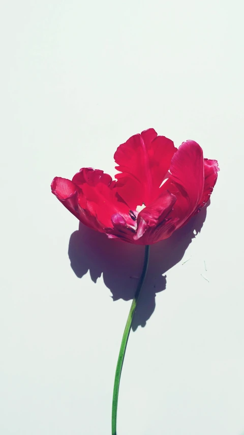 a single red rose in a vase with a white wall