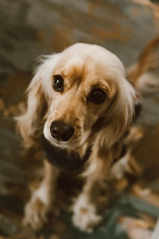 this is an image of a dog looking at the camera