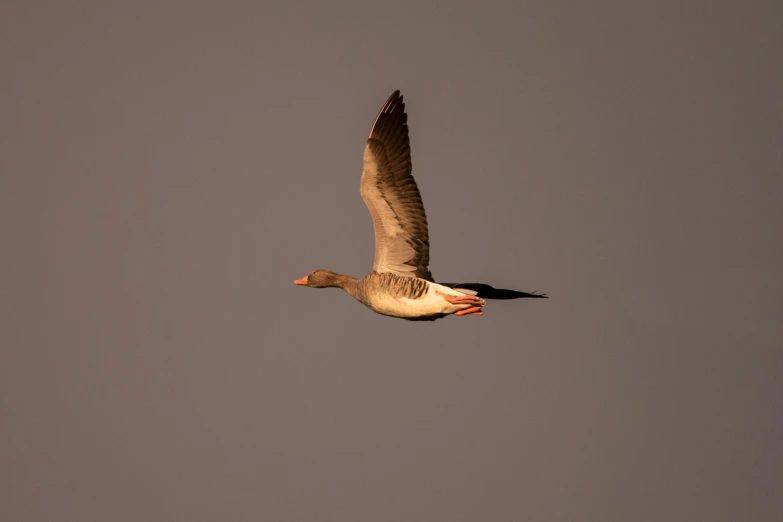 a large bird flying in the sky on a cloudy day