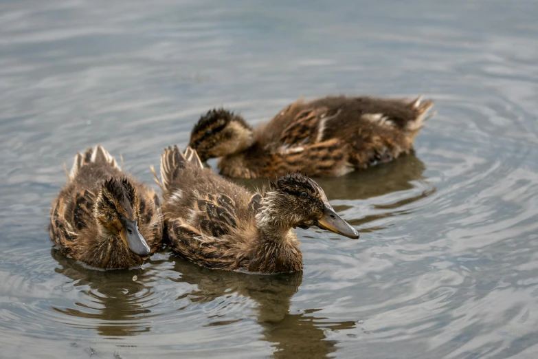 two ducks swimming on the water while another bird eats