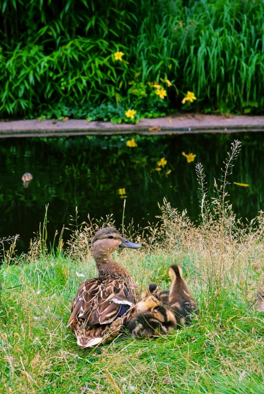 a mother duck next to her offspring on the grass