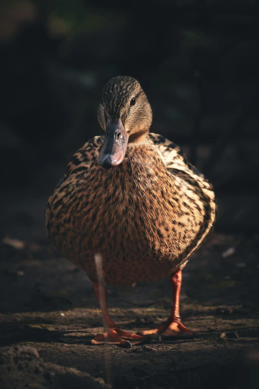 a duck with a black back and brown eyes walks