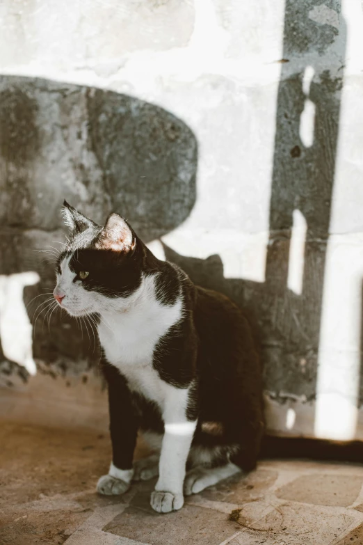 a black and white cat sitting on the ground