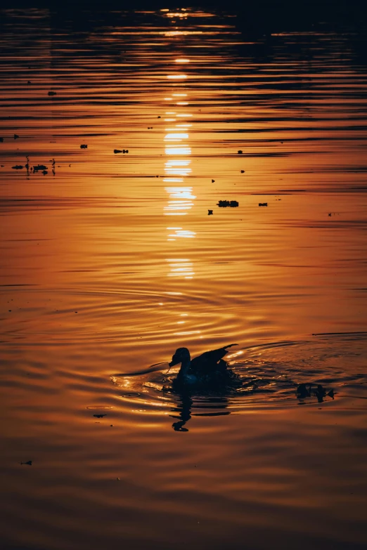 the duck is swimming across the lake at sunset