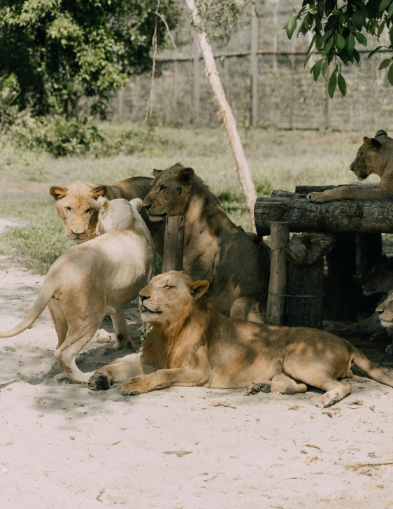 several lions are gathered around a wooden table