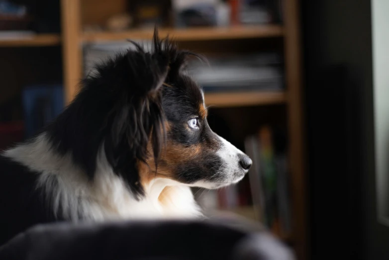 a white, brown and black dog stands in front of a book case