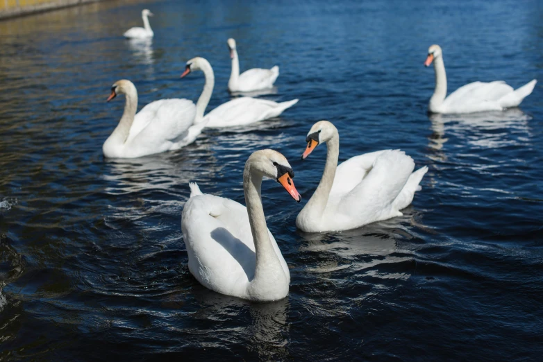 swans swim across the calm waters of the lake