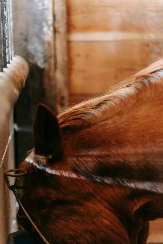 the side of a horse looking out of a window