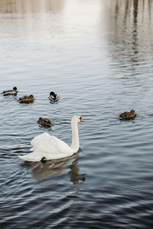 a white swan is swimming on some water