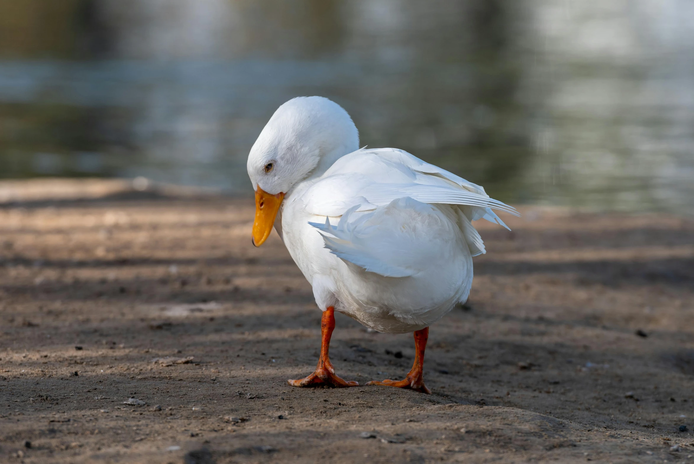 a white duck walking along side of the water