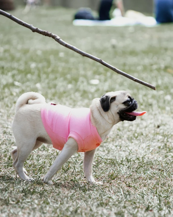 a dog wearing pink clothing in the grass