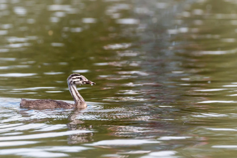 a duck in the middle of a body of water