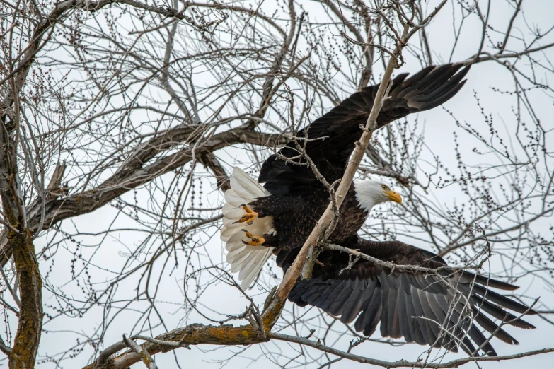 two large black eagles flying by a tree