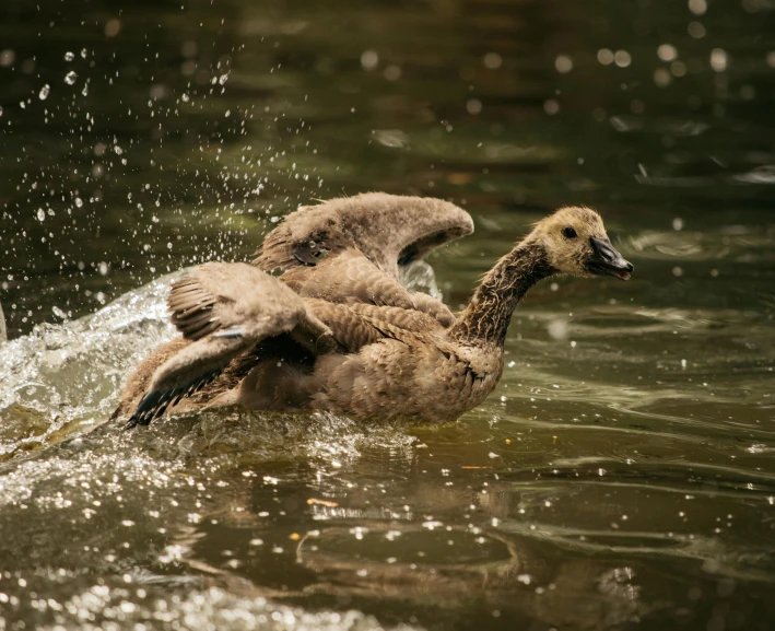 a group of geese swimming on a lake