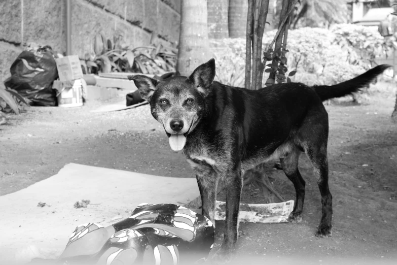 an old black and white po shows a large, skinny dog