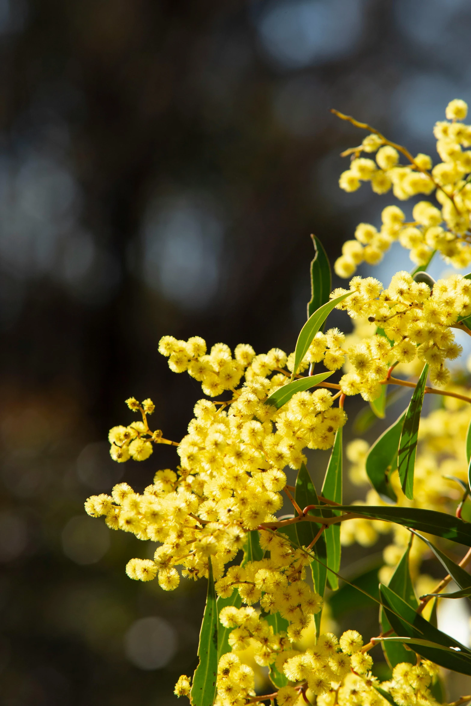 a close up image of yellow flowers in the daytime