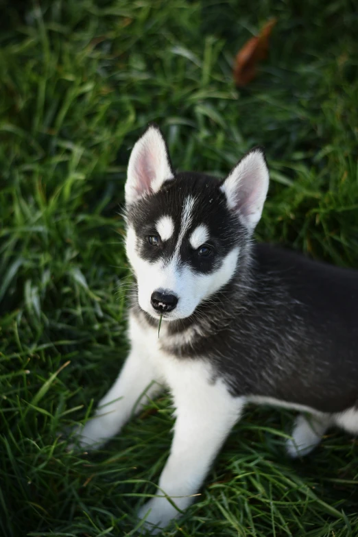 a black and white husky dog standing in a grass field
