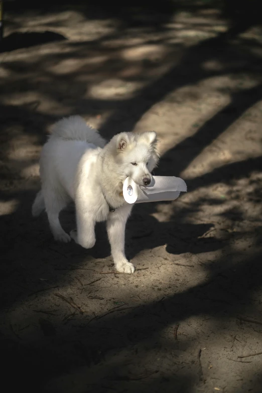 a puppy is playing with a frisbee in a shady spot