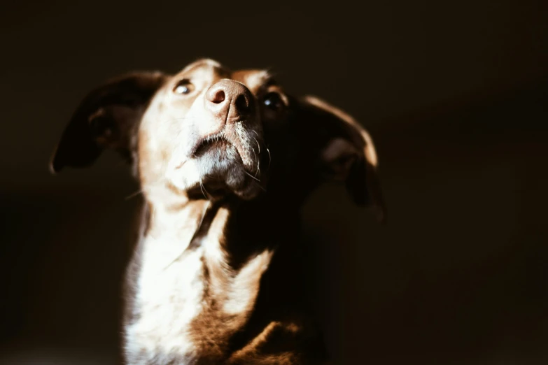 a dog looking up into the air in the dark