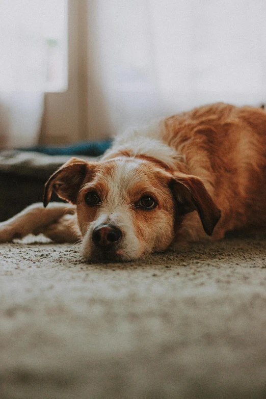 a brown dog laying on a rug under the window