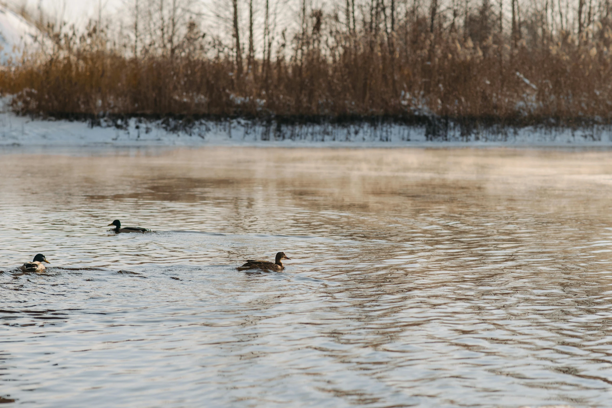 three ducks are swimming together in a lake