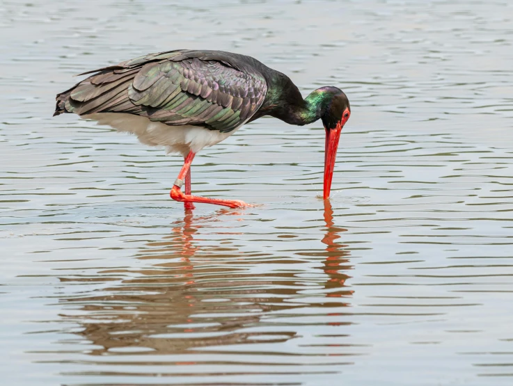 a colorful bird standing in a body of water