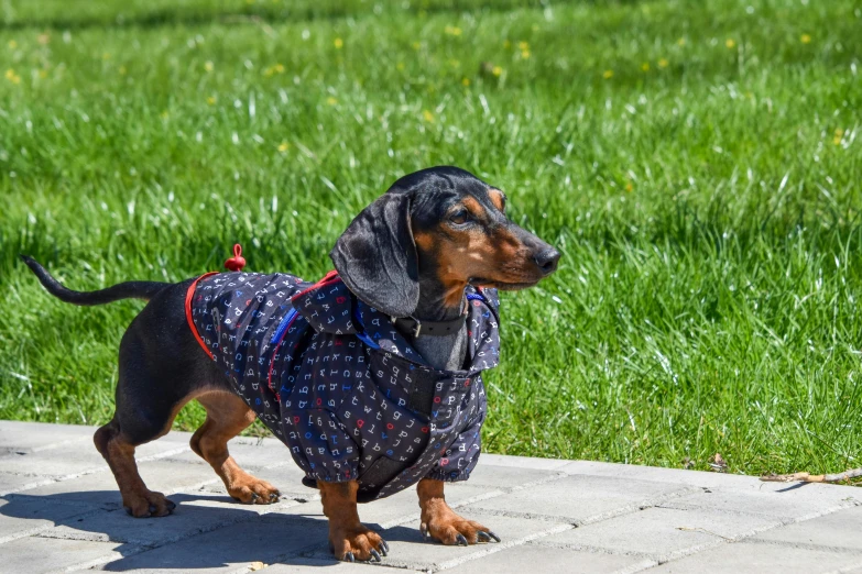 a dachshund wearing a vest standing in the grass