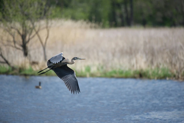 a blue heron in flight above a lake