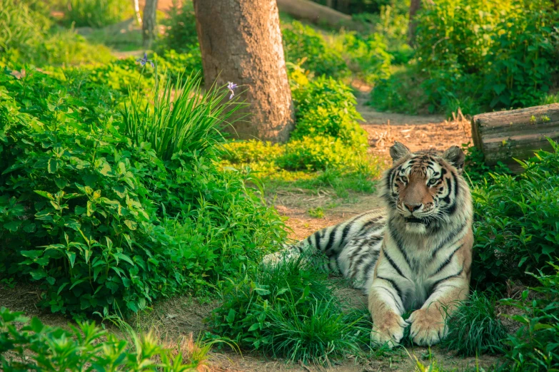 a tiger sitting on the side of a dirt road