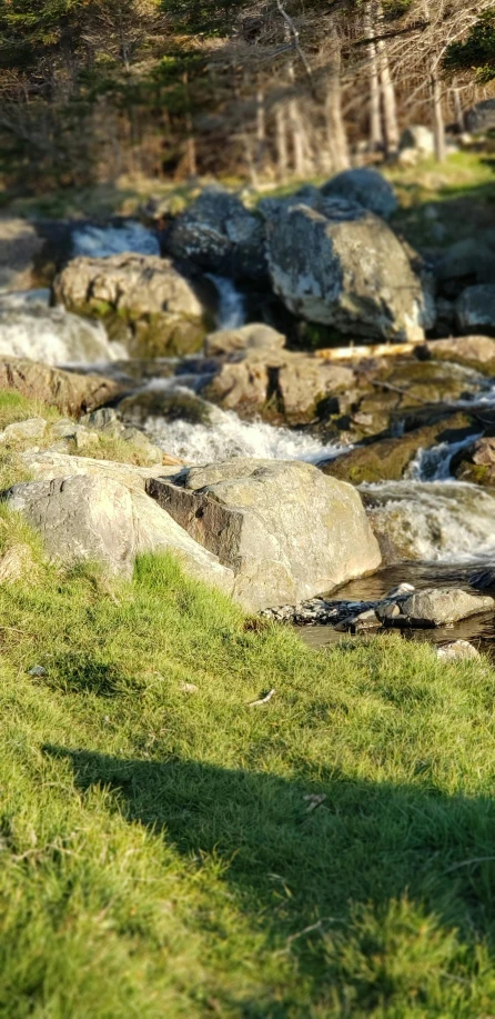 a bird is standing on the rocks and grass by the river