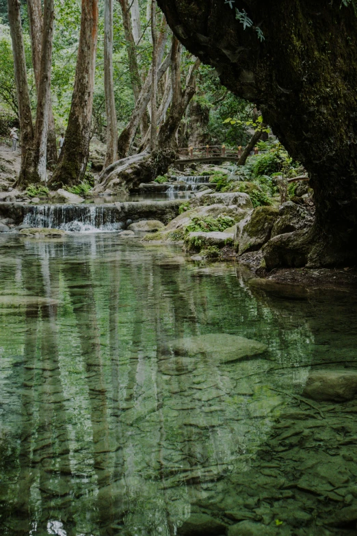 trees near a body of water that appears to be running through some vegetation