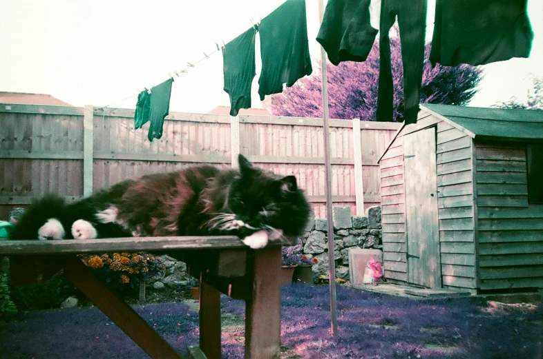 an animal that is laying on top of a wooden table