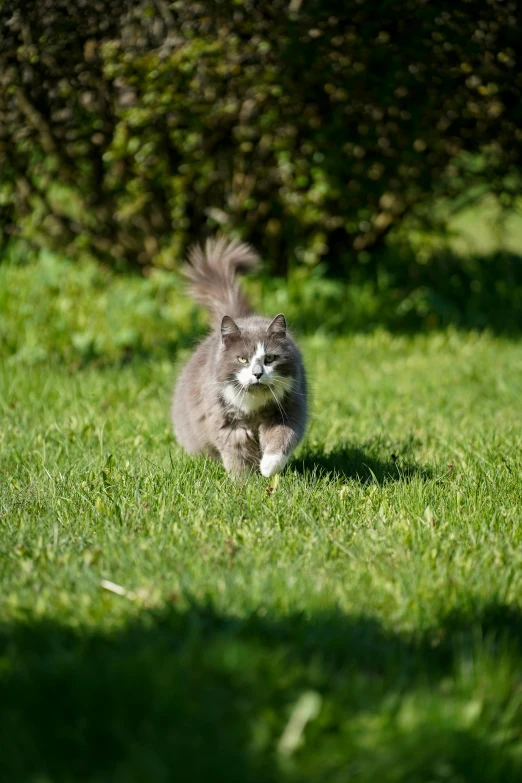 a gray cat is running in the green grass