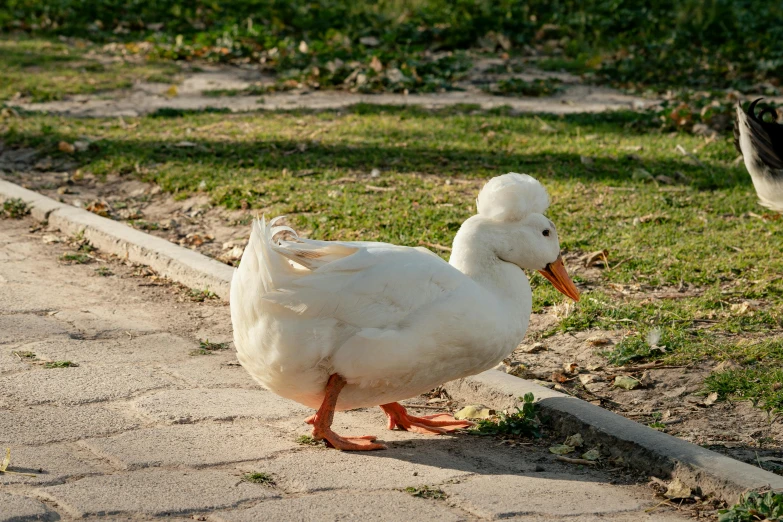 a duck that is standing in the street