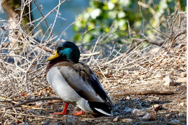 a green and brown bird standing in a field