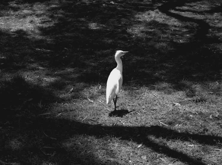 black and white image of a dog walking through grass