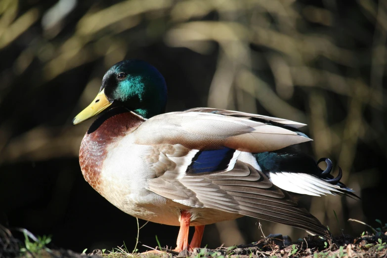 a duck with yellow feathers standing on the ground