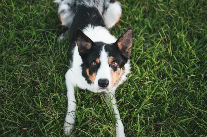 the dog is looking straight ahead on the grass