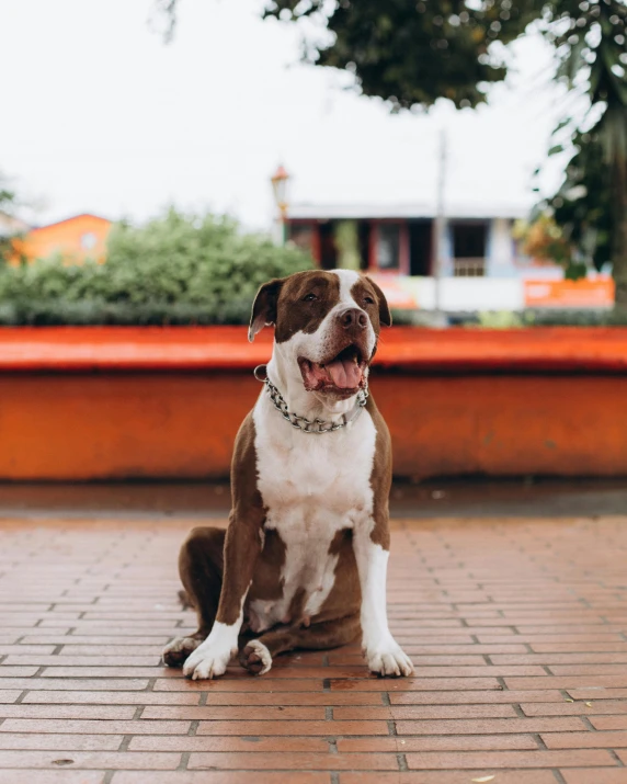 a smiling brown and white dog sitting on a tile ground