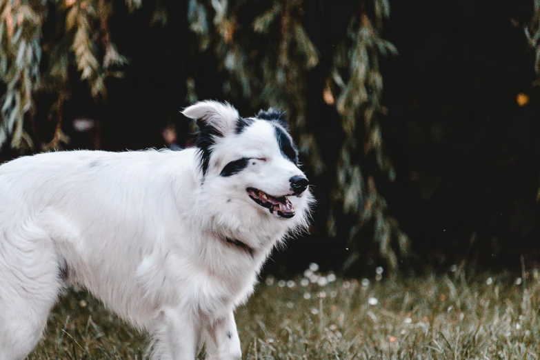 a close up of a dog standing in a field of grass