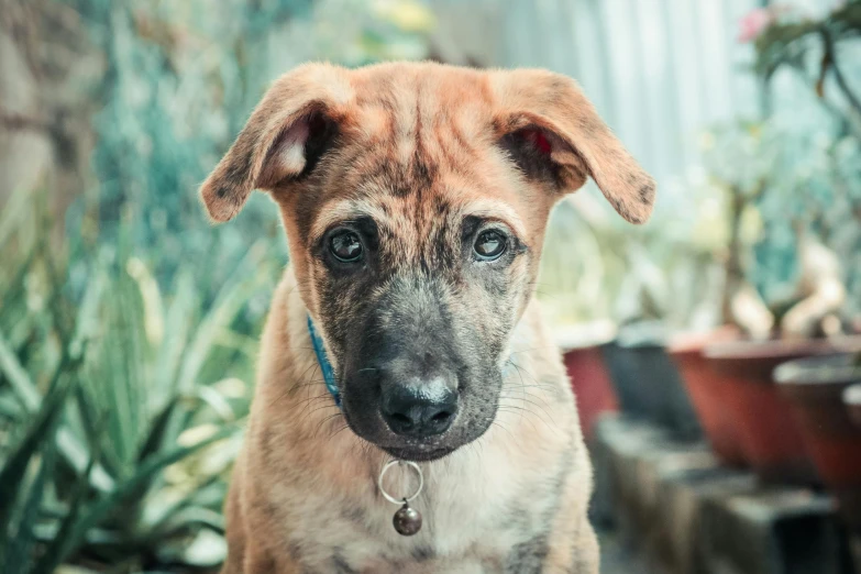 a close up of a dog looking into the camera