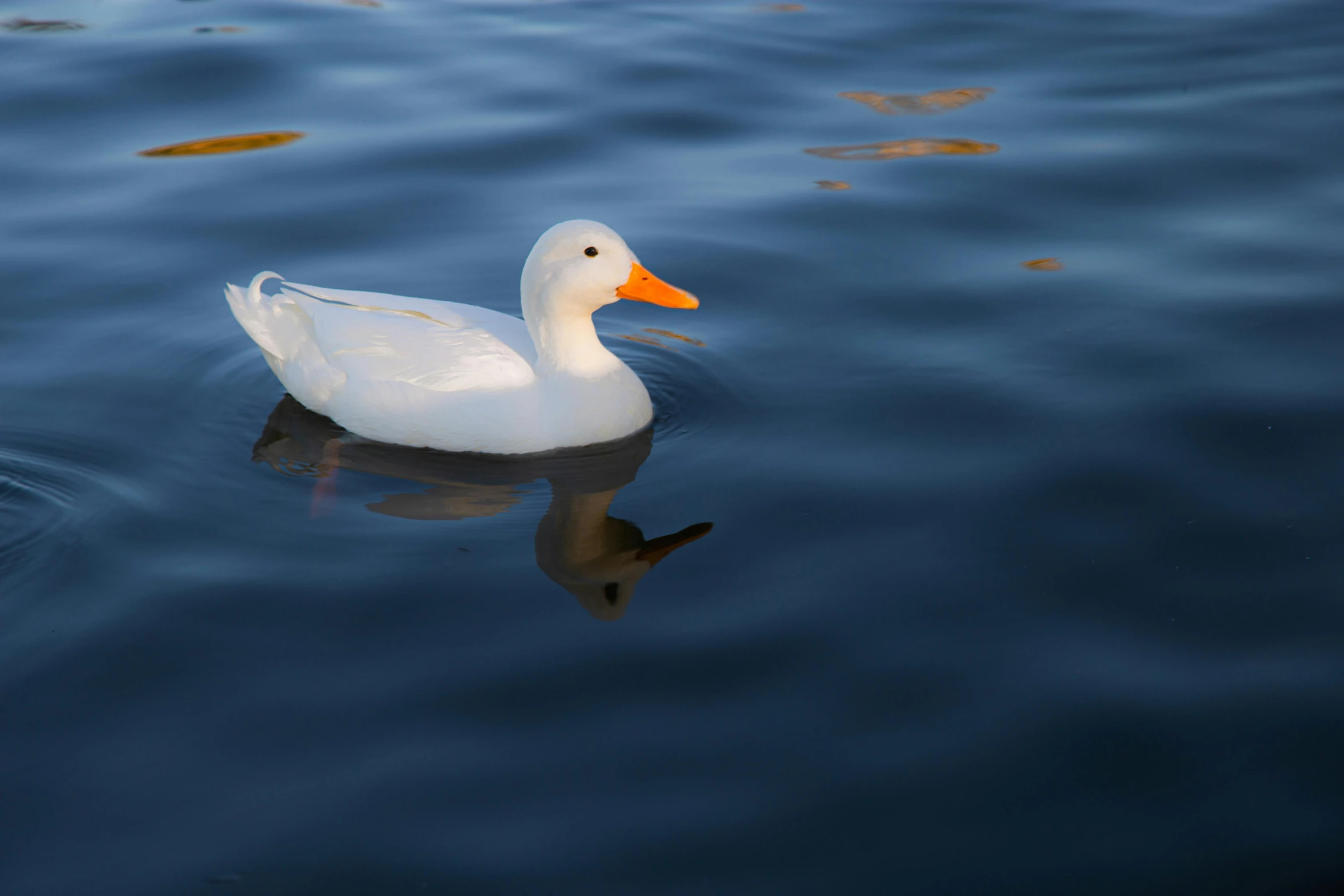 a white duck swims through a body of water